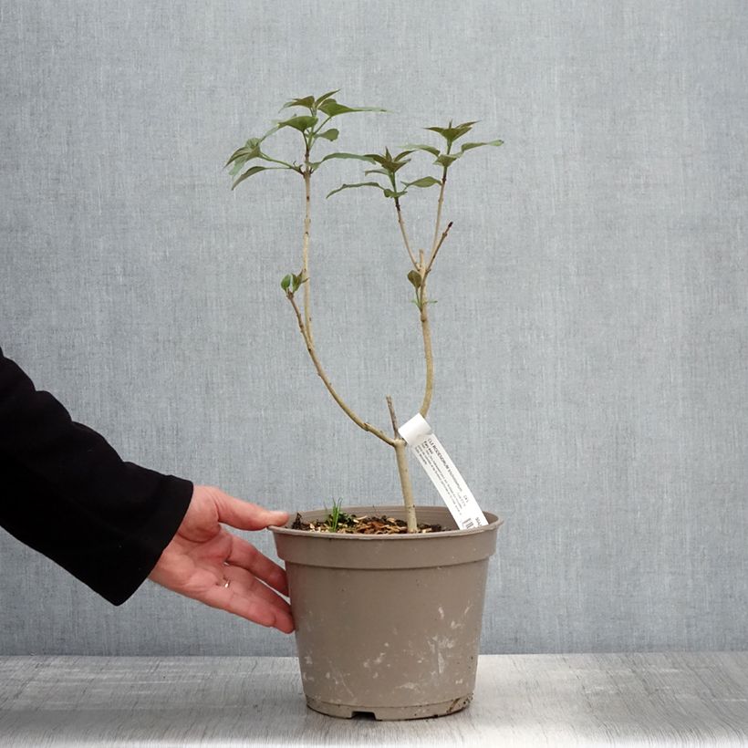 Exemplar von Japanischer Losbaum Fargesii - Clerodendrum trichotomum Topf mit 3L/4L wie im Frühjahr geliefert