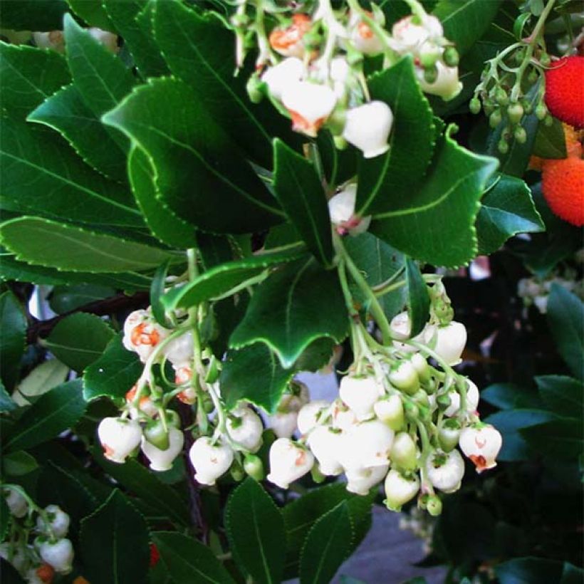 Westlicher Erdbeerbaum - Arbutus unedo (Flowering)