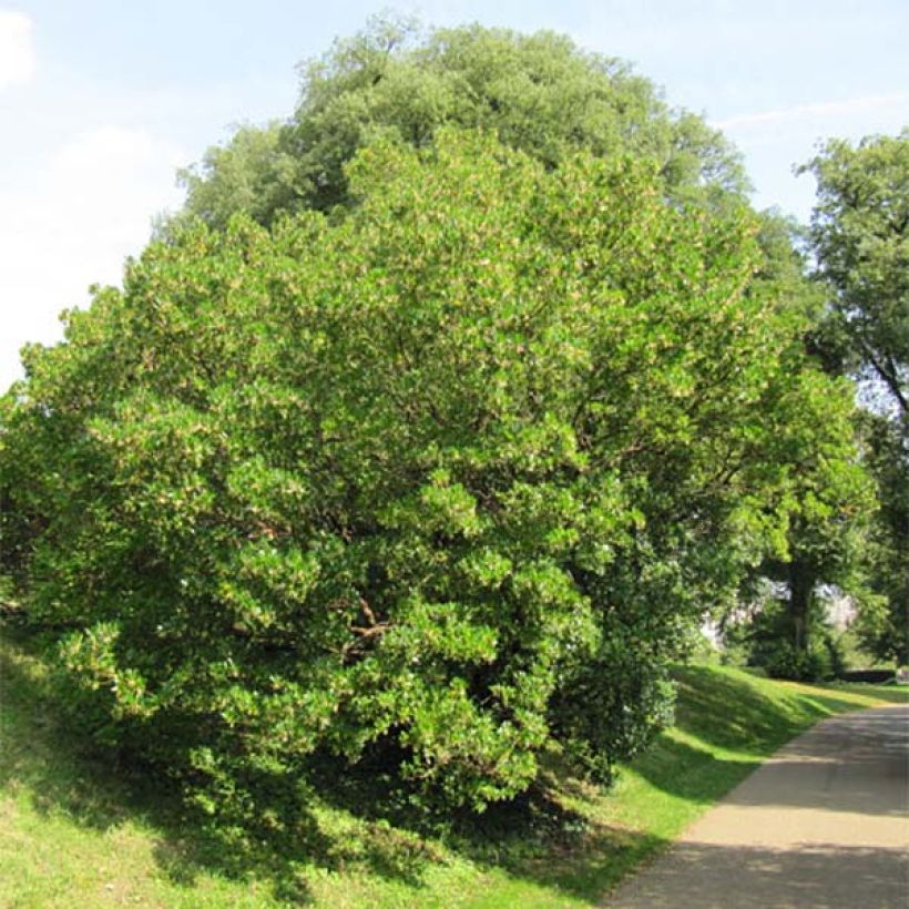 Westlicher Erdbeerbaum - Arbutus unedo (Plant habit)