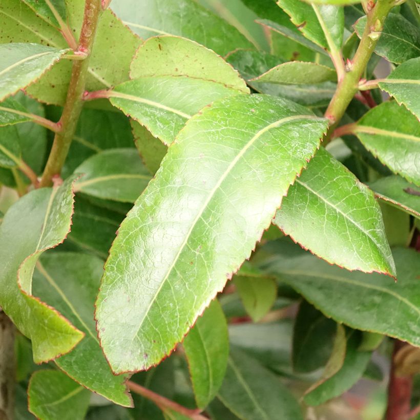 Westlicher Erdbeerbaum - Arbutus unedo (Foliage)