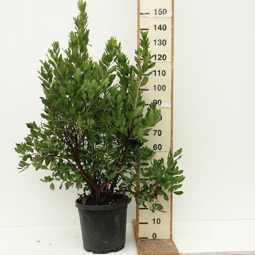 Exemplar von Westlicher Erdbeerbaum - Arbutus unedo Topf mit 18L/20L wie im Sommer geliefert