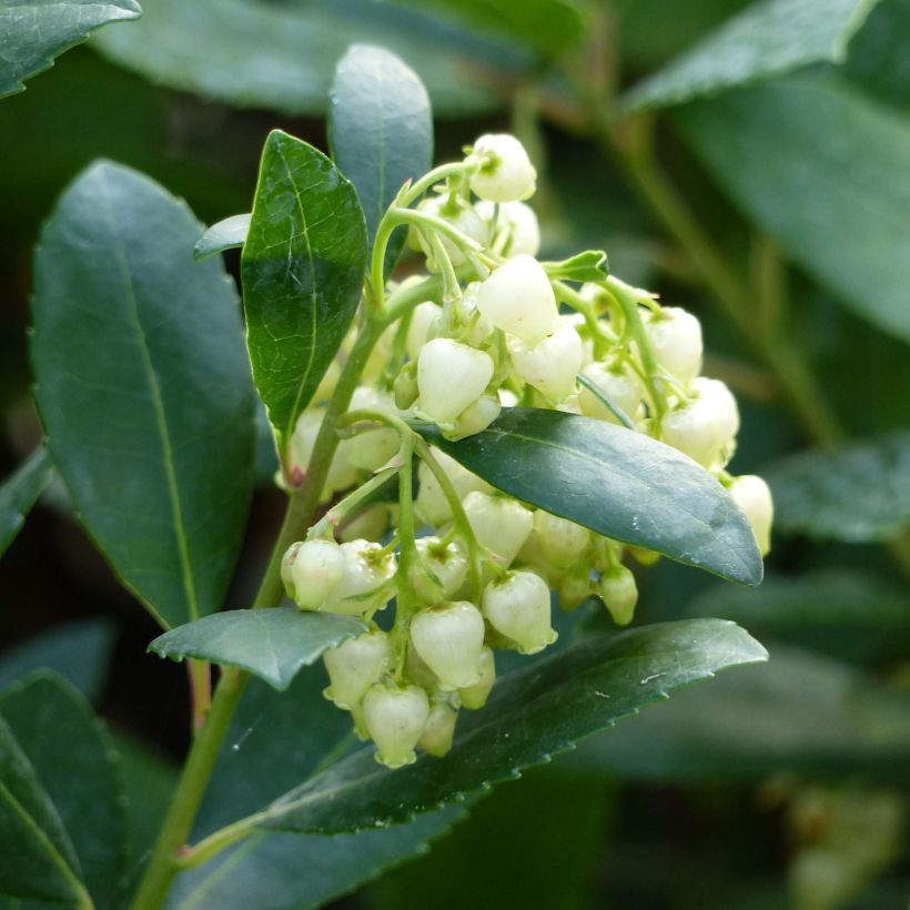 Arbutus unedo Compacta - Westlicher Erdbeerbaum (Flowering)