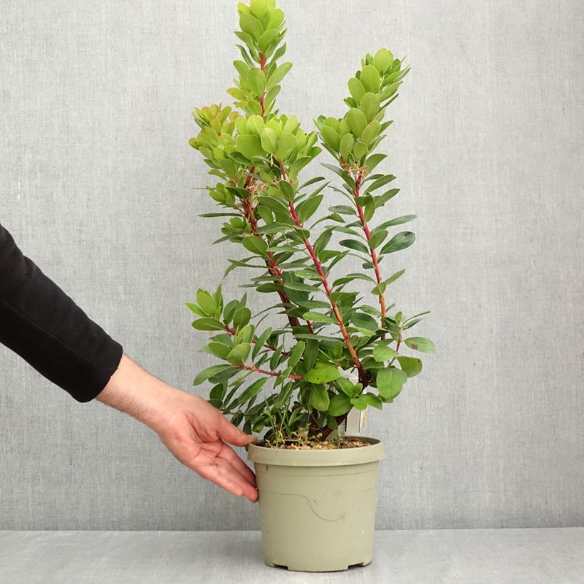 Exemplar von Arbutus unedo Peace and Love - Westlicher Erdbeerbaum Topf mit 3L/4L wie im Herbst geliefert