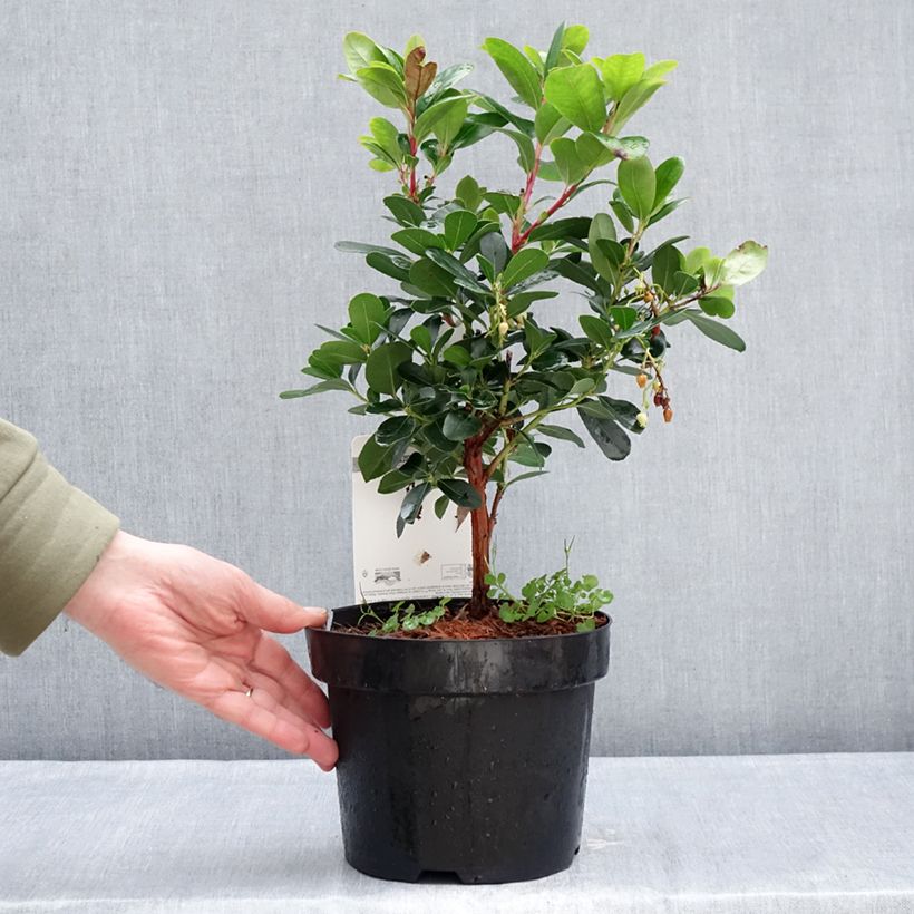 Exemplar von Arbutus unedo Peace and Love - Westlicher Erdbeerbaum Topf mit 3L/4L wie im Winter geliefert