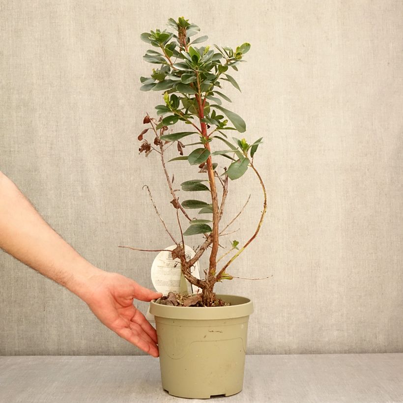 Exemplar von Arbutus unedo Peace and Love - Westlicher Erdbeerbaum Topf mit 3L/4L wie im Frühjahr geliefert