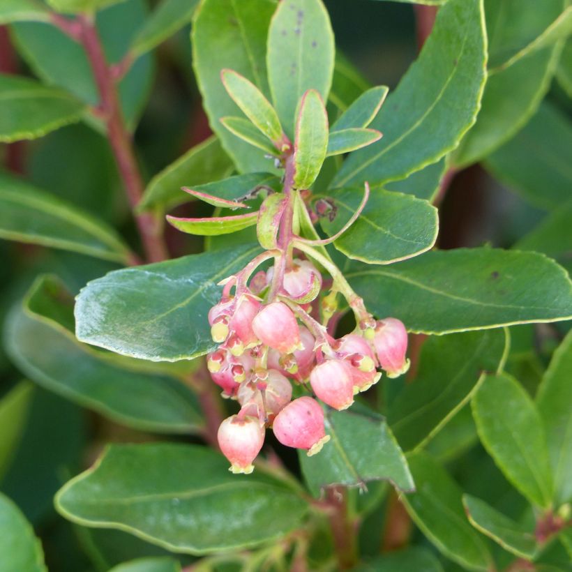 Arbutus unedo Roselily Minlily - Westlicher Erdbeerbaum (Flowering)