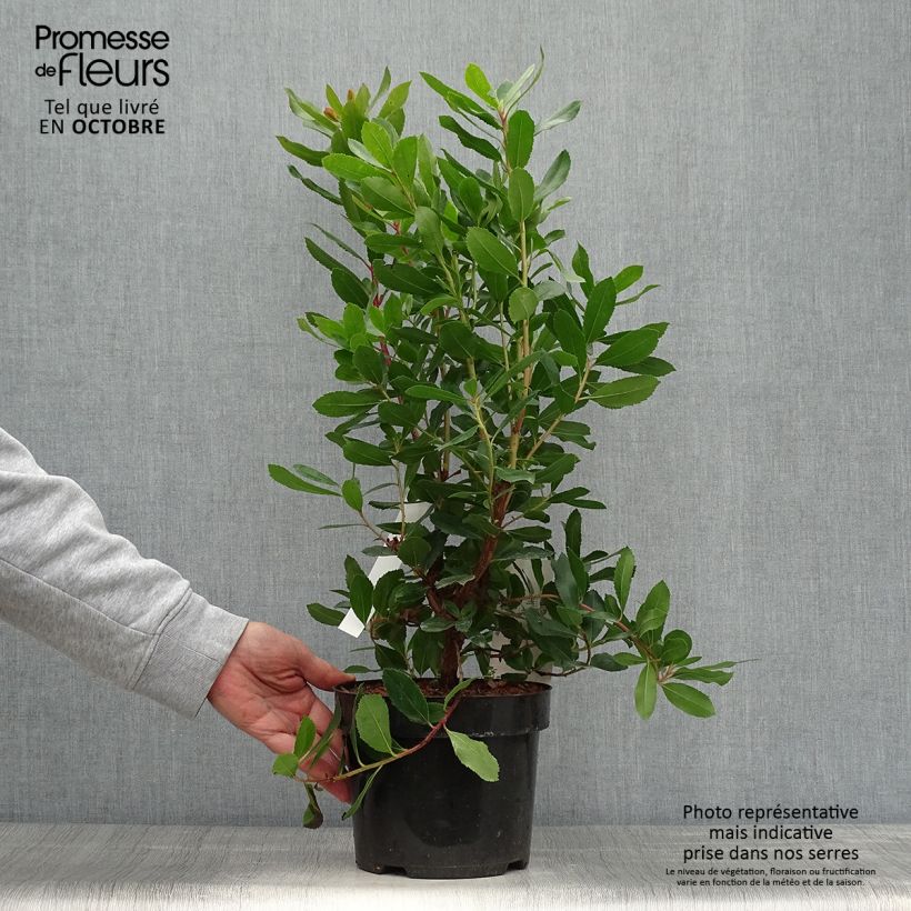 Example of Arbutus unedo Roselily Minlily - Westlicher Erdbeerbaum Topf mit 3L/4L as you get in automne