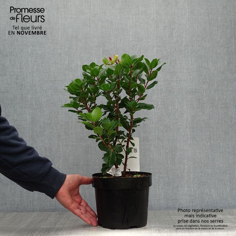 Example of Arbutus unedo Rubra - Westlicher Erdbeerbaum Topf mit 3L/4L as you get in automne