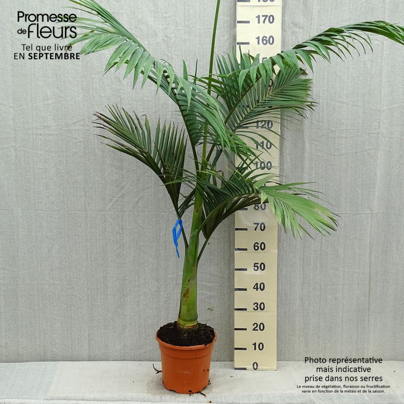 Example of Archontophoenix alexandrae - Feuer-Palme Topf mit 7,5L/10L as you get in automne
