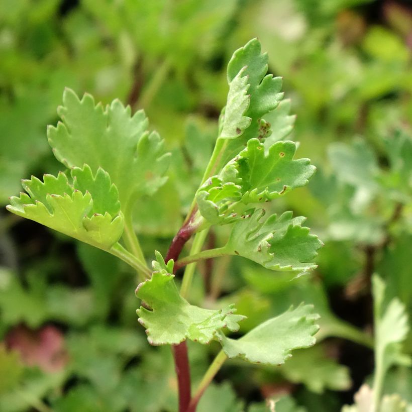 Arctanthemum arcticum - Grönland-Margerite (Foliage)