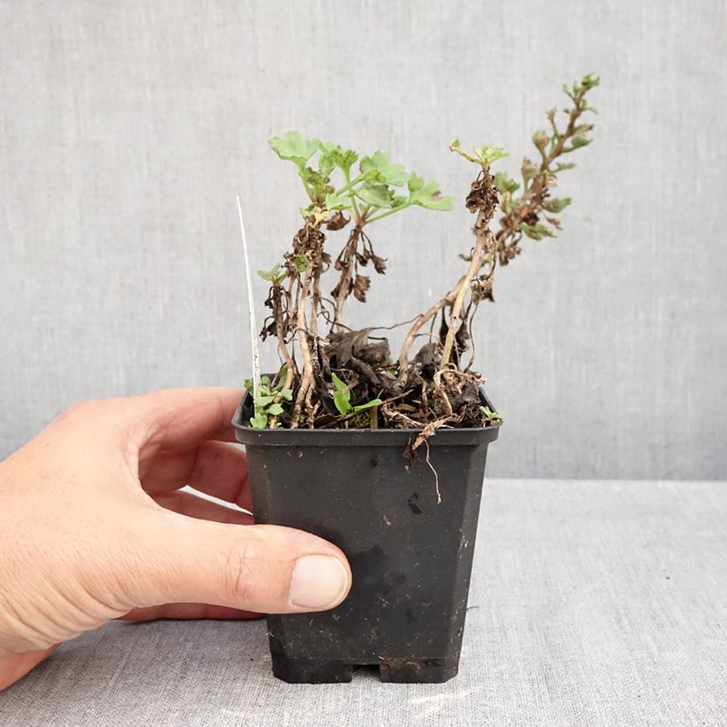 Exemplar von Arctanthemum arcticum - Grönland-Margerite Kleine Töpfe von 8/9 cm wie im Herbst geliefert