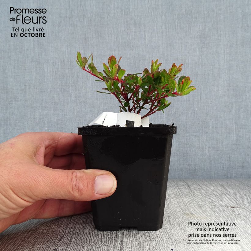 Example of Arctostaphylos uva-ursi - Echte Bärentraube Kleine Töpfe von 8/9 cm as you get in automne