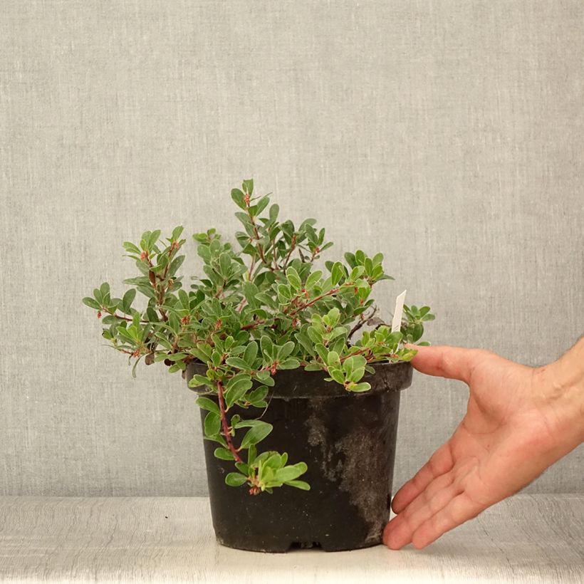 Example of Arctostaphylos uva-ursi - Echte Bärentraube Topf mit 3L/4L as you get in ete