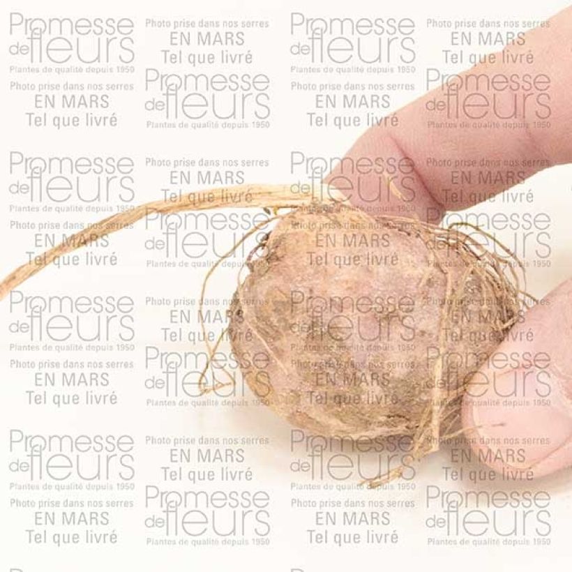Example of Arisaema candidissimum - Feuerkolben Zwiebel as you get