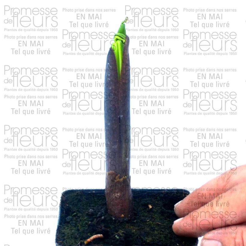Example of Arisaema ciliatum - Feuerkolben Topf mit 2L/3L as you get