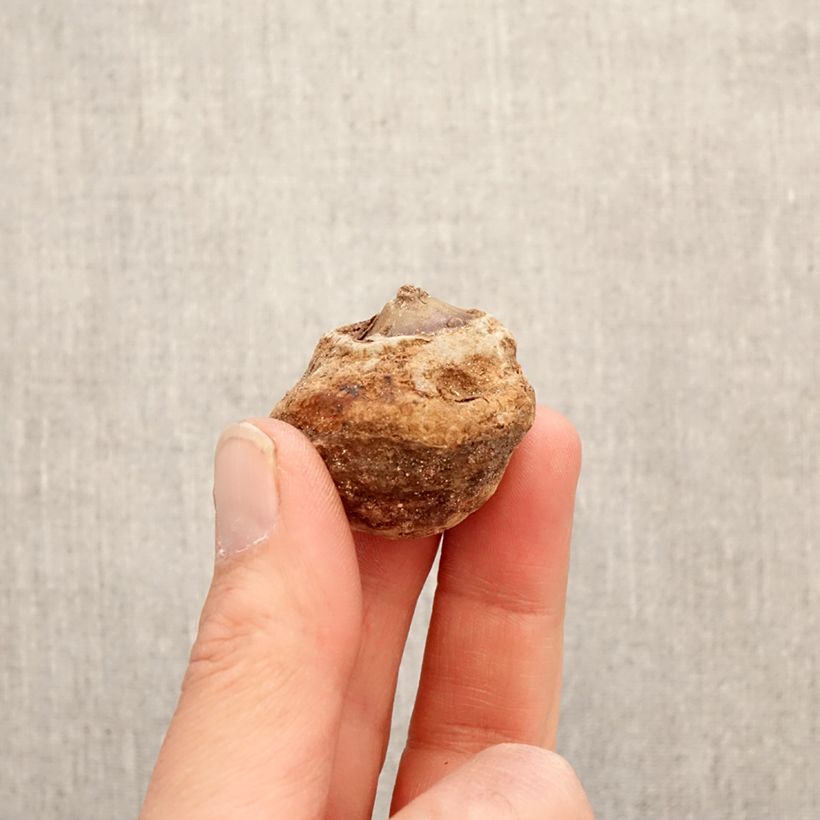 Exemplar von Arisaema dracontium - Feuerkolben Zwiebel wie im Frühjahr geliefert