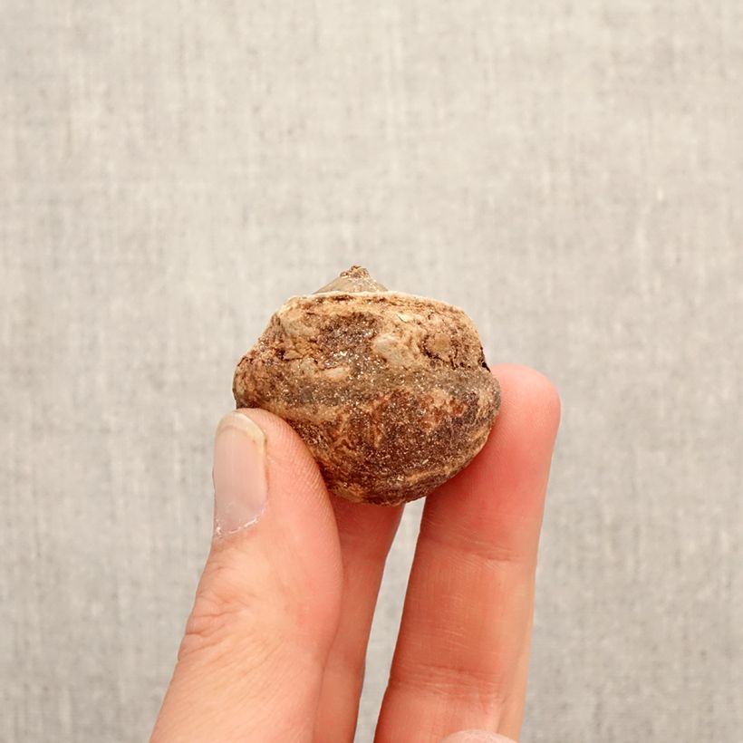 Exemplar von Arisaema galeatum - Feuerkolben Zwiebel wie im Frühjahr geliefert