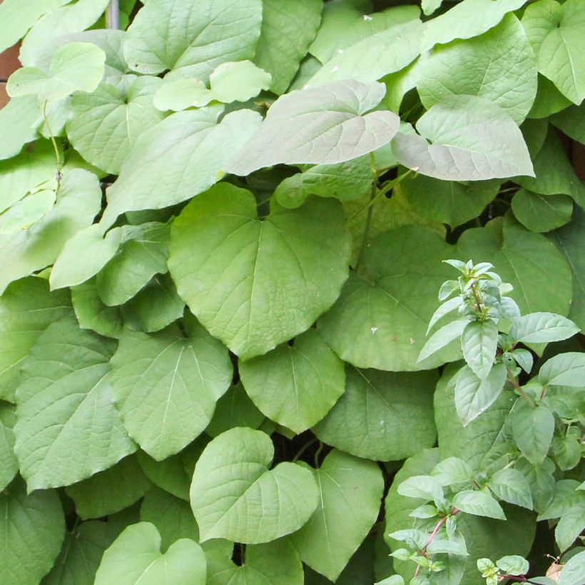 Aristolochia macrophylla - Windende Osterluzei (Foliage)