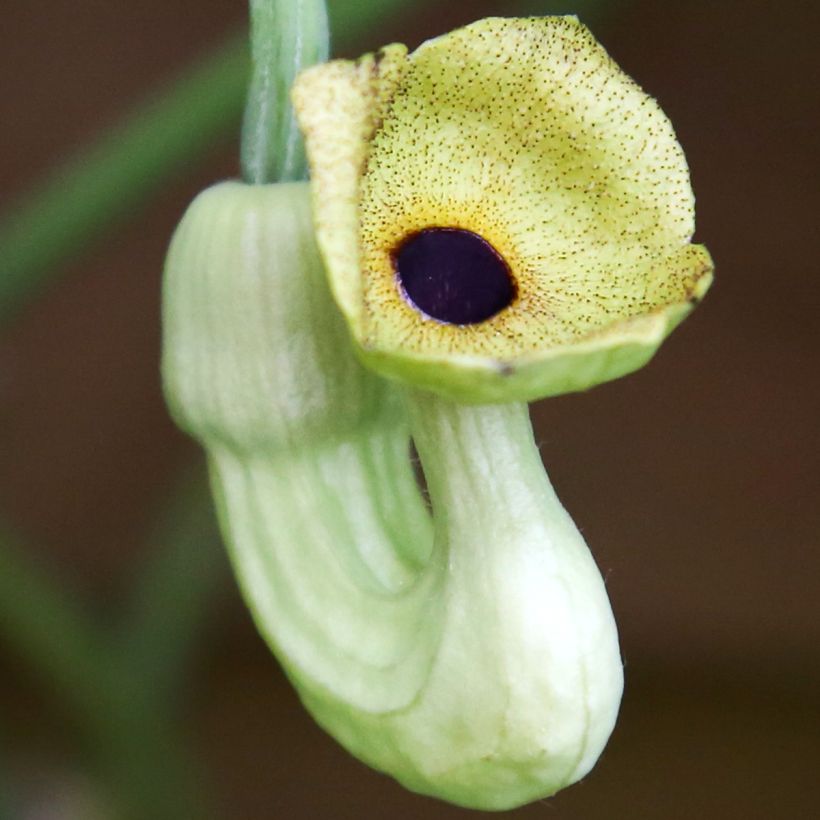 Aristolochia macrophylla - Windende Osterluzei (Flowering)