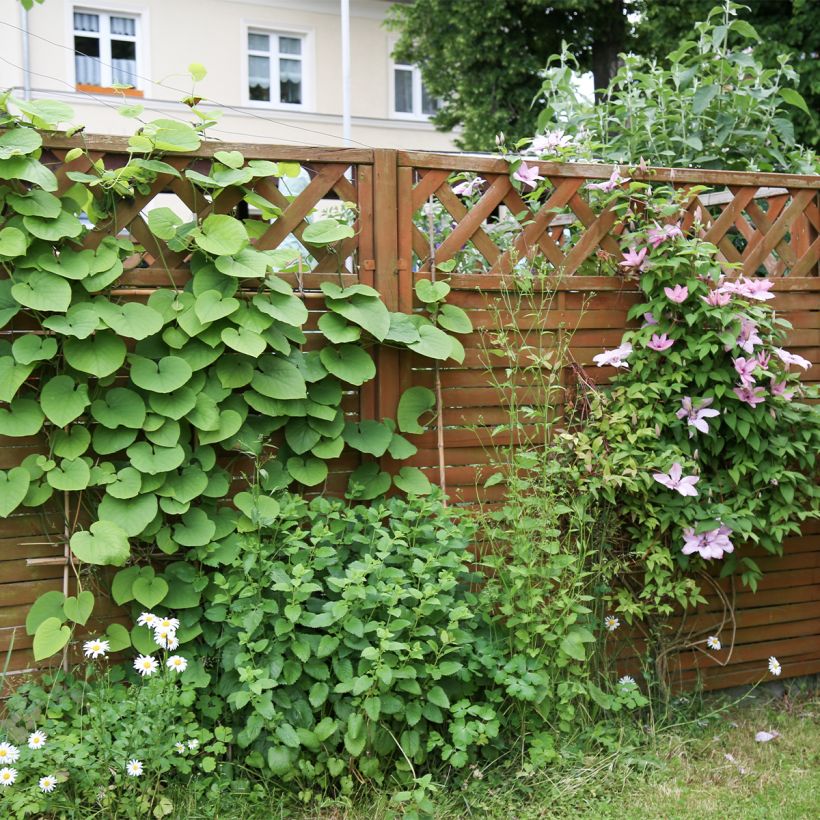 Aristolochia macrophylla - Windende Osterluzei (Plant habit)