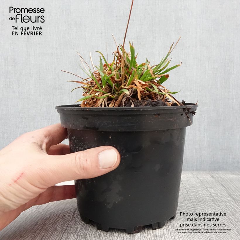 Example of Armeria pseudarmeria Ballerina Lilac - Strand-Grasnelke Topf mit 2L/3L as you get in hiver