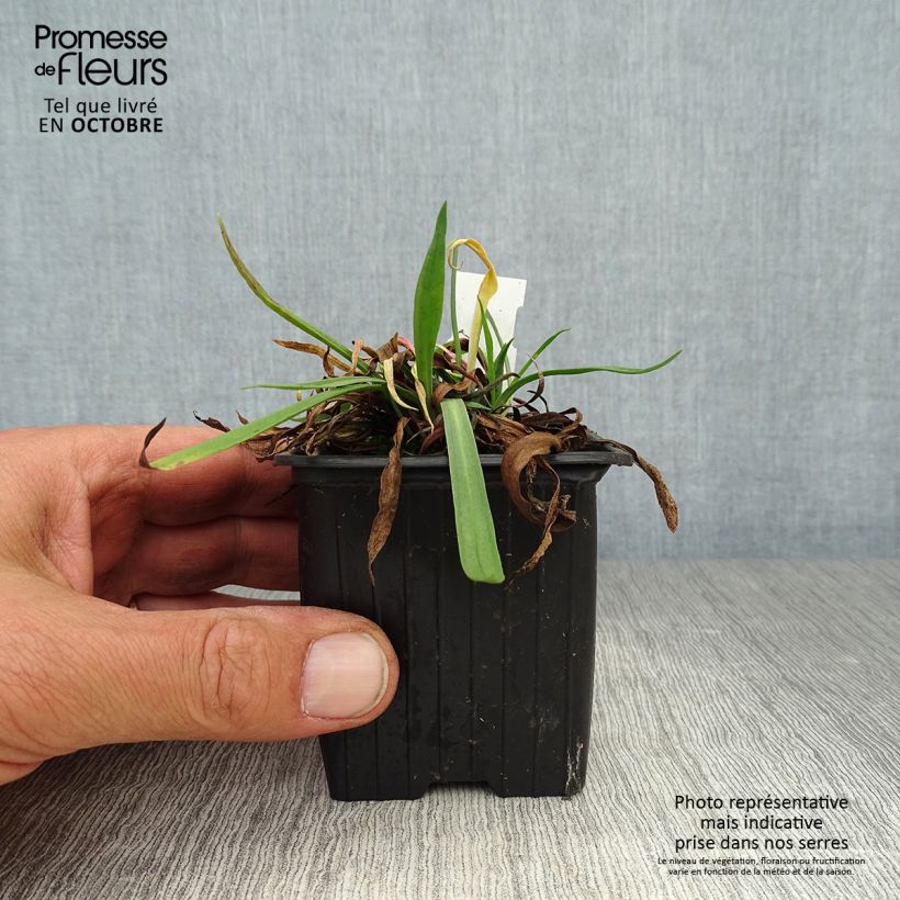 Example of Armeria pseudarmeria Ballerina Lilac - Strand-Grasnelke Kleine Töpfe von 8/9 cm as you get in automne