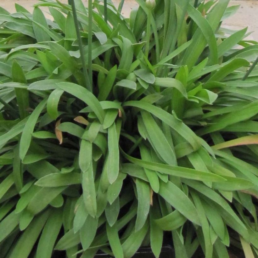 Armeria pseudarmeria Ballerina Red - Strand-Grasnelke (Foliage)