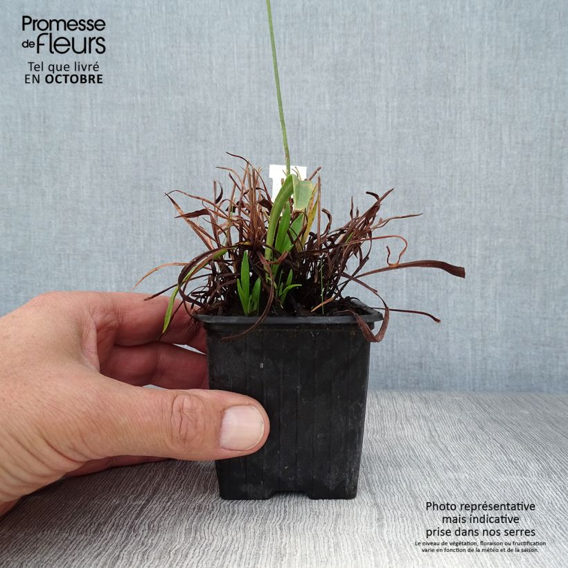 Example of Armeria pseudarmeria Ballerina Red - Strand-Grasnelke Kleine Töpfe von 8/9 cm as you get in automne