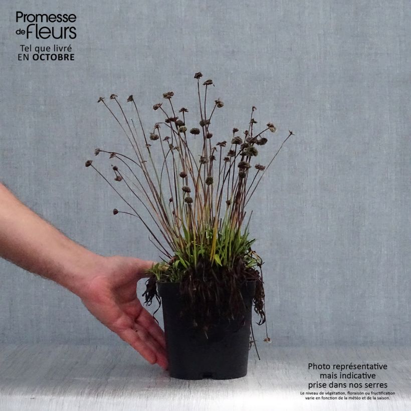 Example of Armeria pseudarmeria Ballerina Red - Strand-Grasnelke Topf mit 2L/3L as you get in automne