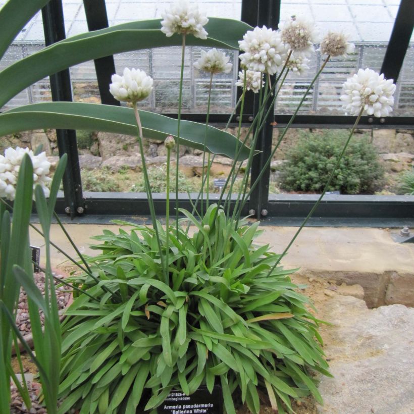 Armeria pseudarmeria Ballerina White - Strand-Grasnelke (Plant habit)