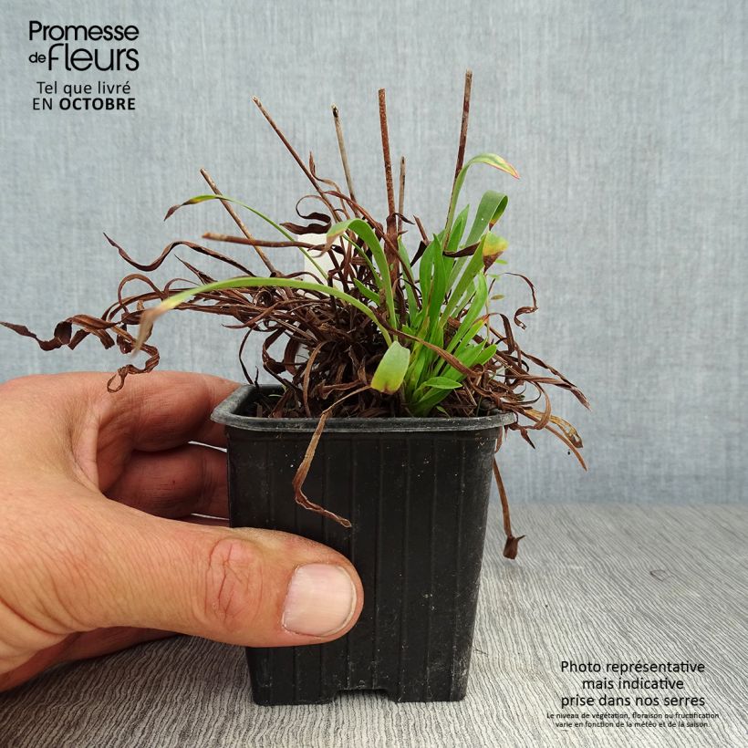 Example of Armeria pseudarmeria Ballerina White - Strand-Grasnelke Kleine Töpfe von 8/9 cm as you get in automne