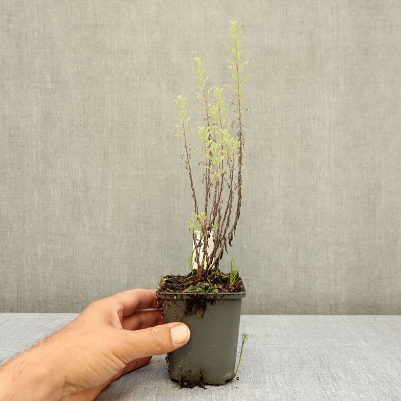 Exemplar von Römischer Wermut - Artemisia pontica Kleine Töpfe von 8/9 cm wie im Sommer geliefert