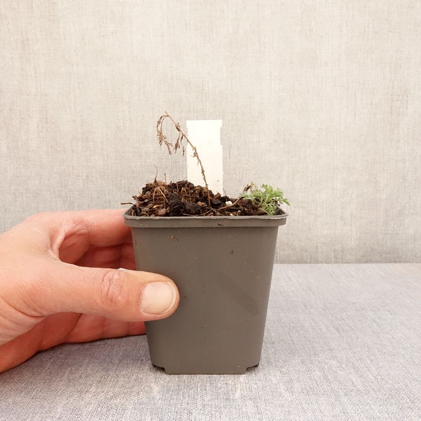 Exemplar von Römischer Wermut - Artemisia pontica Kleine Töpfe von 8/9 cm wie im Frühjahr geliefert