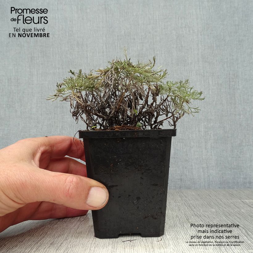 Example of Zwerg-Silberraute Nana - Artemisia stelleriana Kleine Töpfe von 8/9 cm as you get in automne