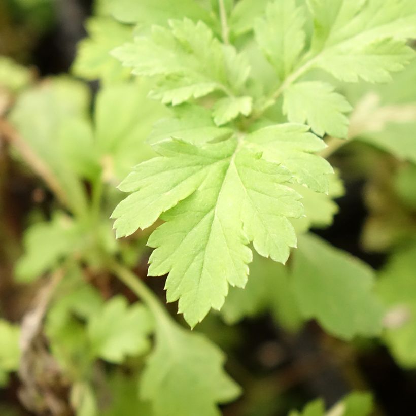 Gemeiner Beifuß Bio - Artemisia vulgaris (Foliage)