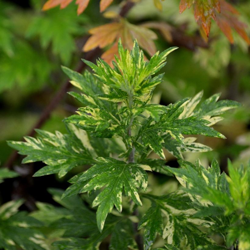 Gemeiner Beifuß Oriental Limelight - Artemisia vulgaris (Foliage)
