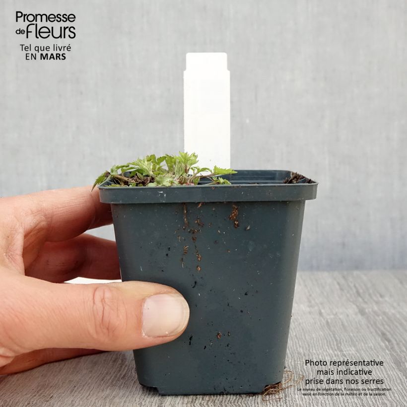 Exemplar von Elfenraute Jim Russel - Artemisia lactiflora Kleine Töpfe von 8/9 cm wie im Frühjahr geliefert