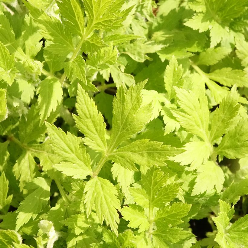 Elfenraute Jim Russel - Artemisia lactiflora (Foliage)