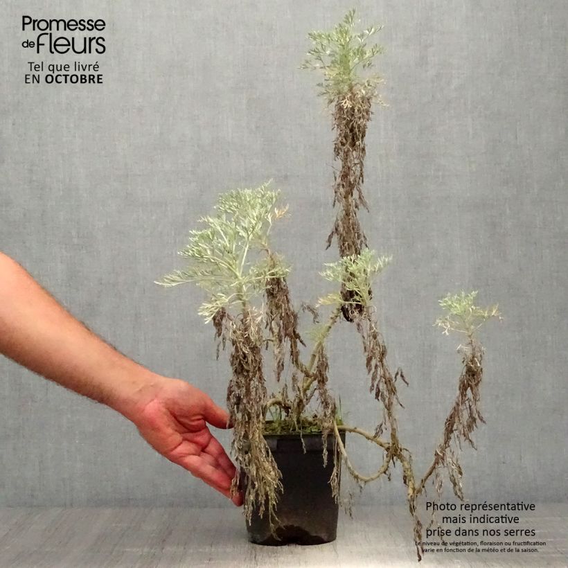 Example of Strauch-Beifuß Powis Castle - Artemisia arborescens Topf mit 2L/3L as you get in automne