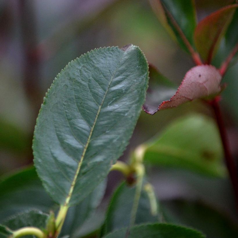 Filzige Apfelbeere Brilliant - Aronia arbutifolia (Foliage)