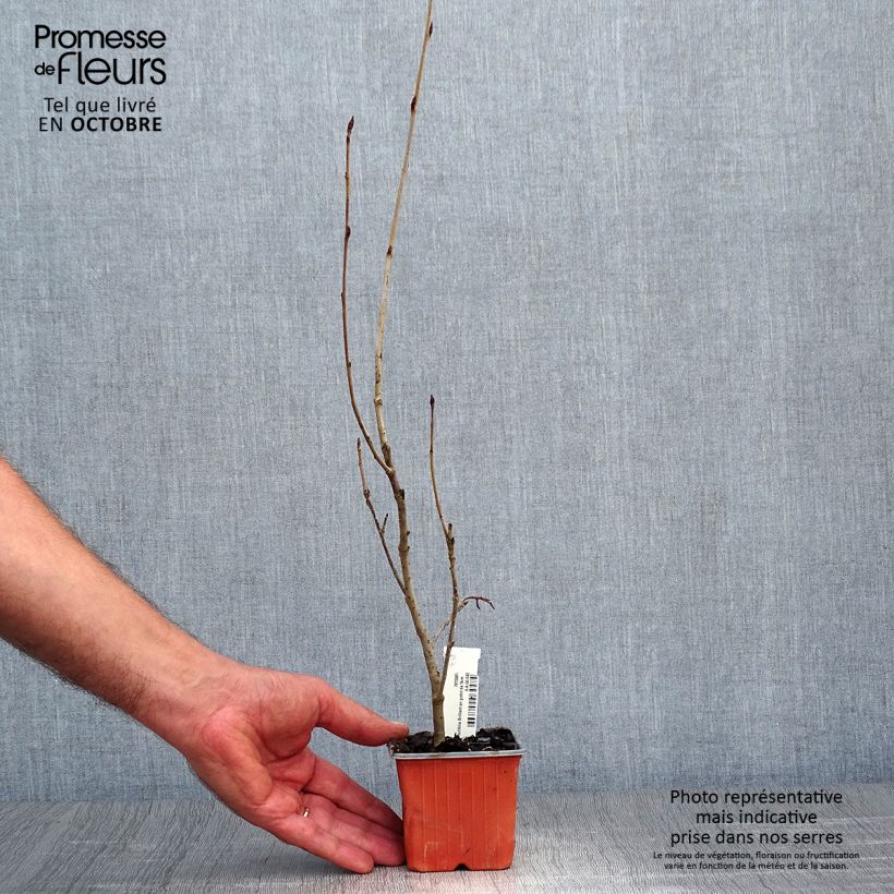 Example of Filzige Apfelbeere Brilliant - Aronia arbutifolia Kleine Töpfe von 8/9 cm as you get in automne