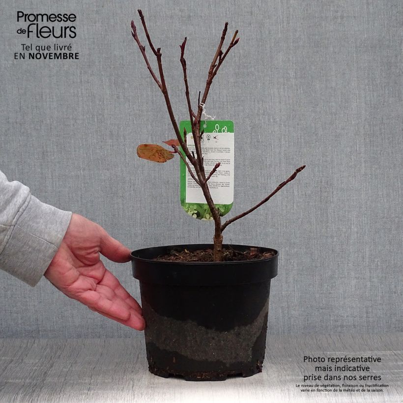 Example of Filzige Apfelbeere Brilliant - Aronia arbutifolia Topf mit 2L/3L as you get in automne