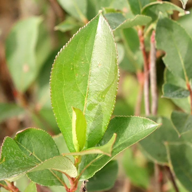 Pflaumenblättrige Apfelbeere Lowberry Little Helpers - Aronia (Foliage)