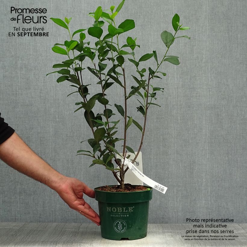 Example of Apfelbeere Autumn Magic - Aronia melanocarpa Topf mit 2L/3L as you get in automne
