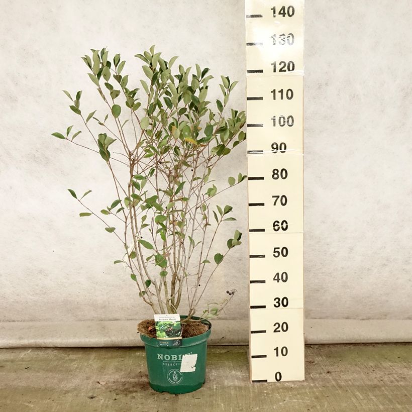 Example of Apfelbeere Autumn Magic - Aronia melanocarpa Topf mit 7,5L/10L as you get in ete