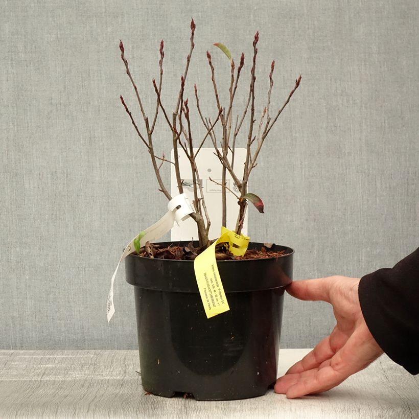 Example of Aronia melanocarpa Professor Ed - Schwarze Apfelbeere Topf mit 2L/3L as you get in automne