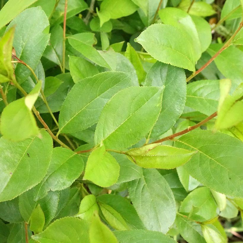 Aronia melanocarpa Professor Ed - Schwarze Apfelbeere (Foliage)