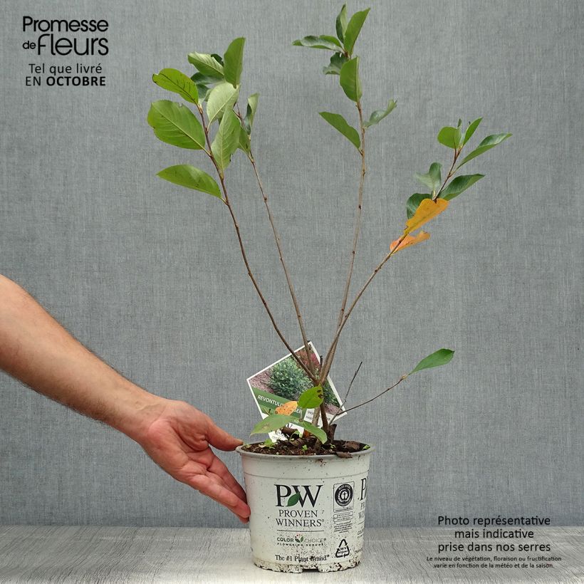 Example of Apfelbeere Revontuli Hedger - Aronia melanocarpa Topf mit 3L/4L as you get in automne