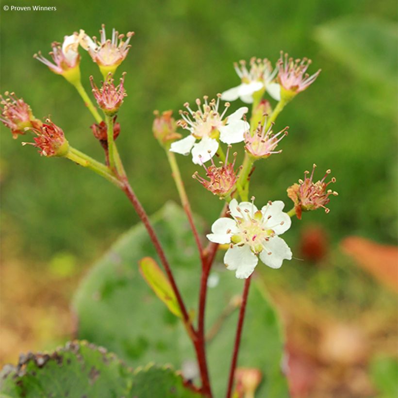 Apfelbeere Revontuli Hedger - Aronia melanocarpa (Flowering)