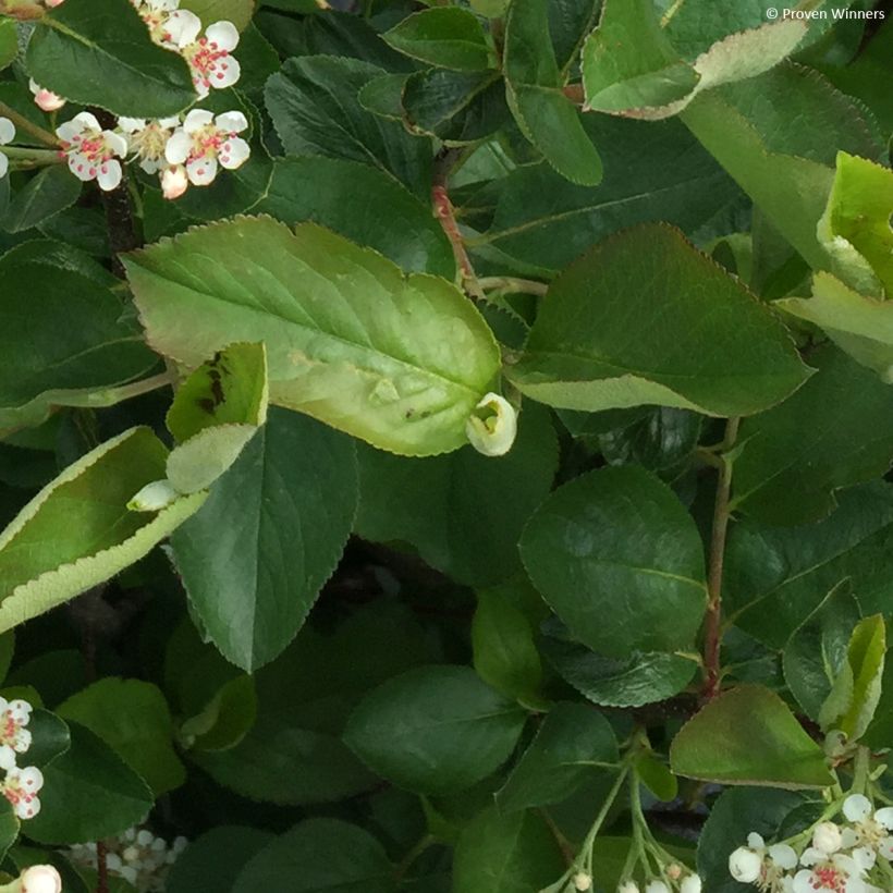Apfelbeere Revontuli Hedger - Aronia melanocarpa (Foliage)